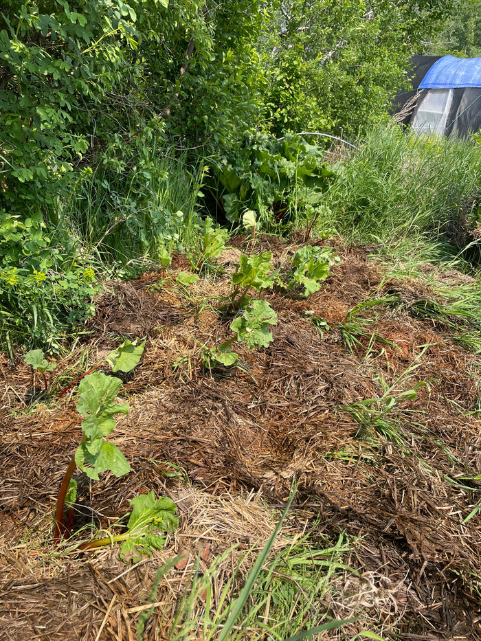 Garden Rhubarb Seeds