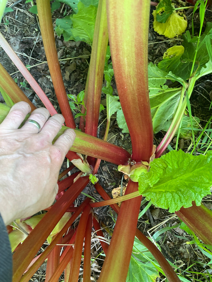 Garden Rhubarb Seeds