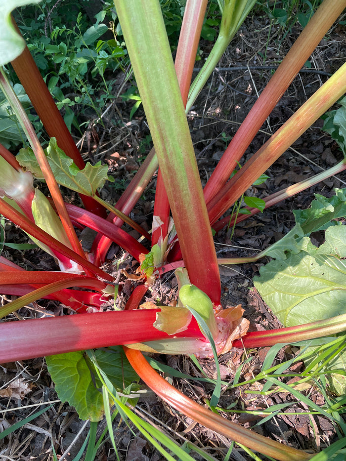 Garden Rhubarb Seeds