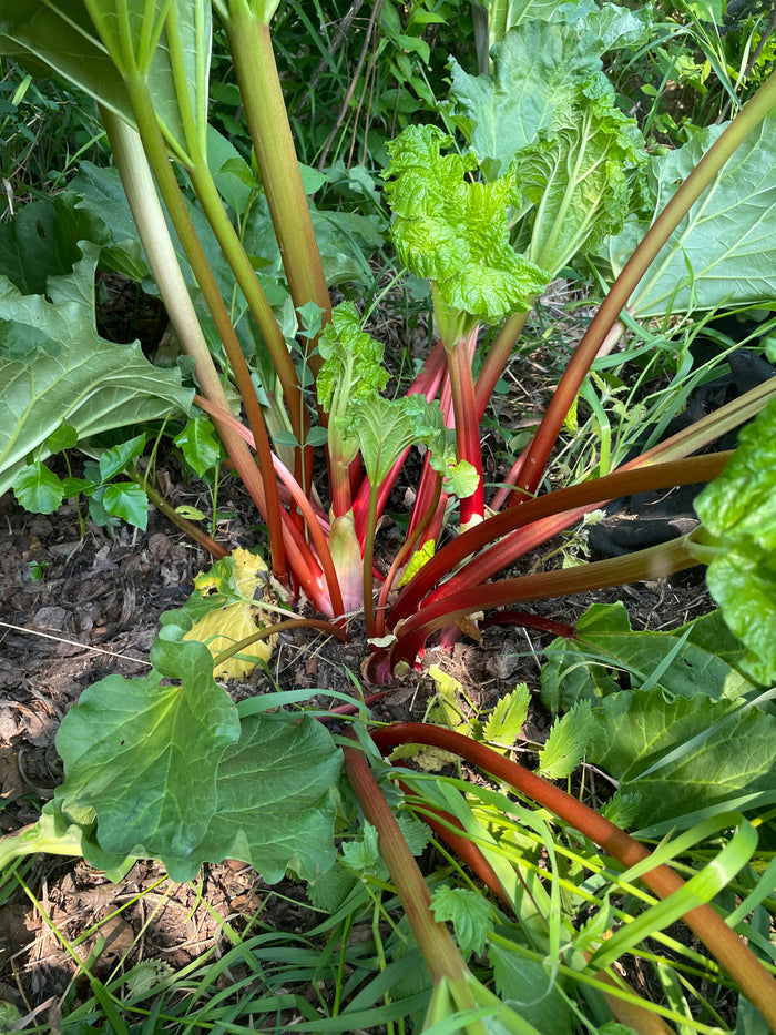 Garden Rhubarb Seeds