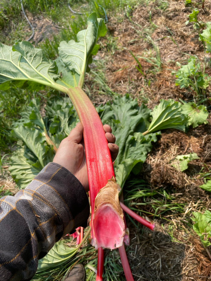 Garden Rhubarb Seeds