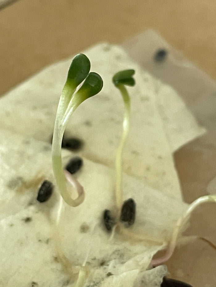 Jerusalem Artichoke Seeds