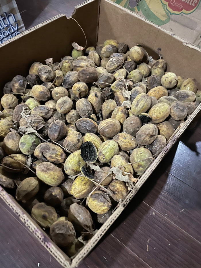 Butternut Seeds