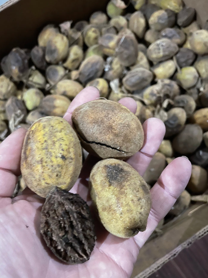 Butternut Seeds