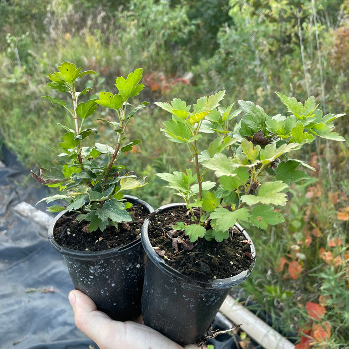 Alpine Currant