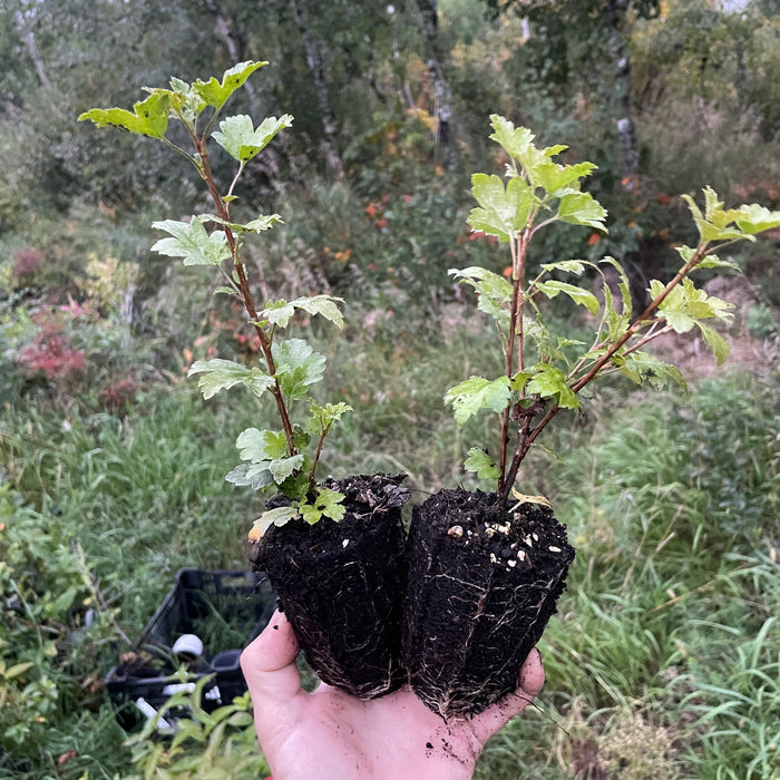 Alpine Currant