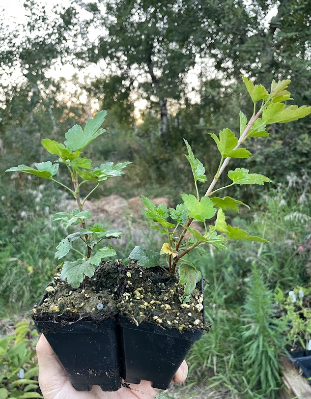Alpine Currant