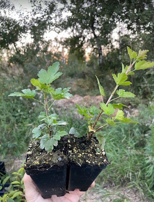 Alpine Currant