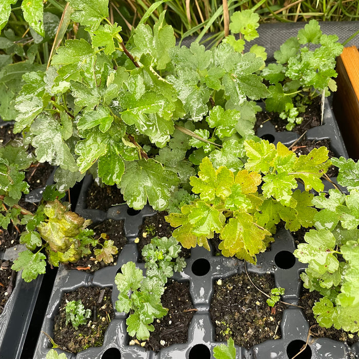 Alpine Currant