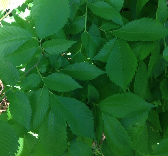 American Elm Seeds