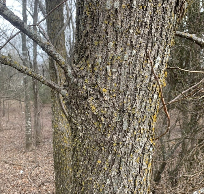 American Elm Seeds