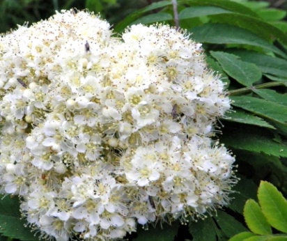 American Mountain Ash Seeds