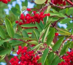 American Mountain Ash Seeds