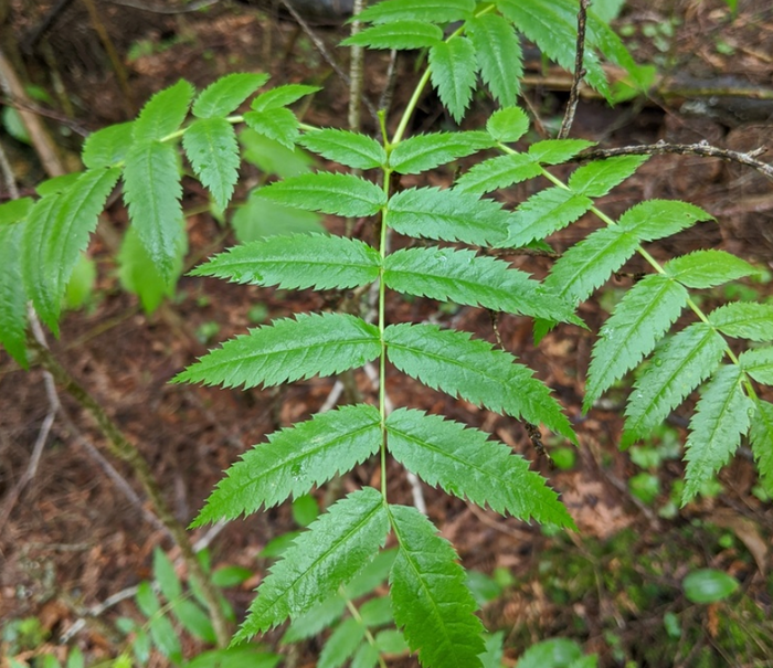 American Mountain Ash Seeds