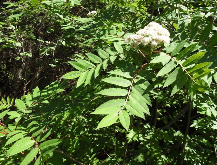 American Mountain Ash Seeds