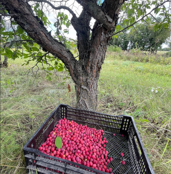 American Wild Plum Seeds