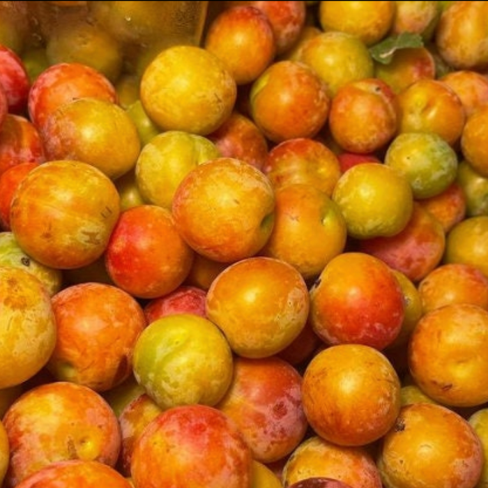 American Wild Plum Seeds