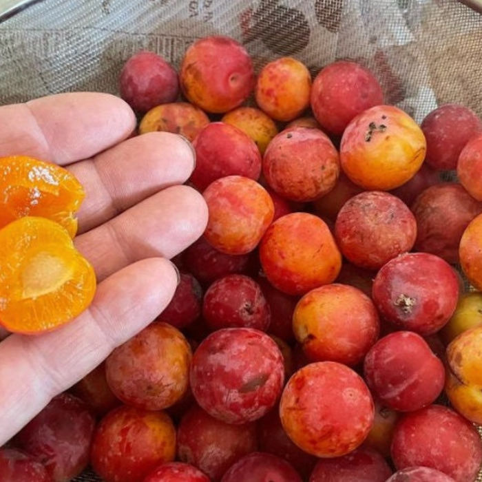 American Wild Plum Seeds