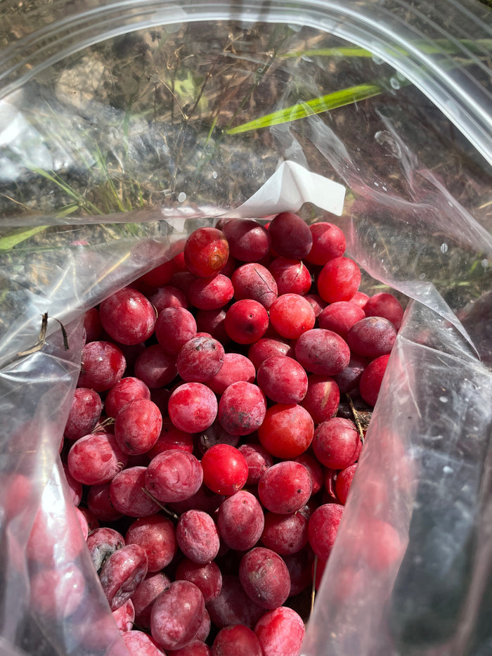 American Wild Plum Seeds