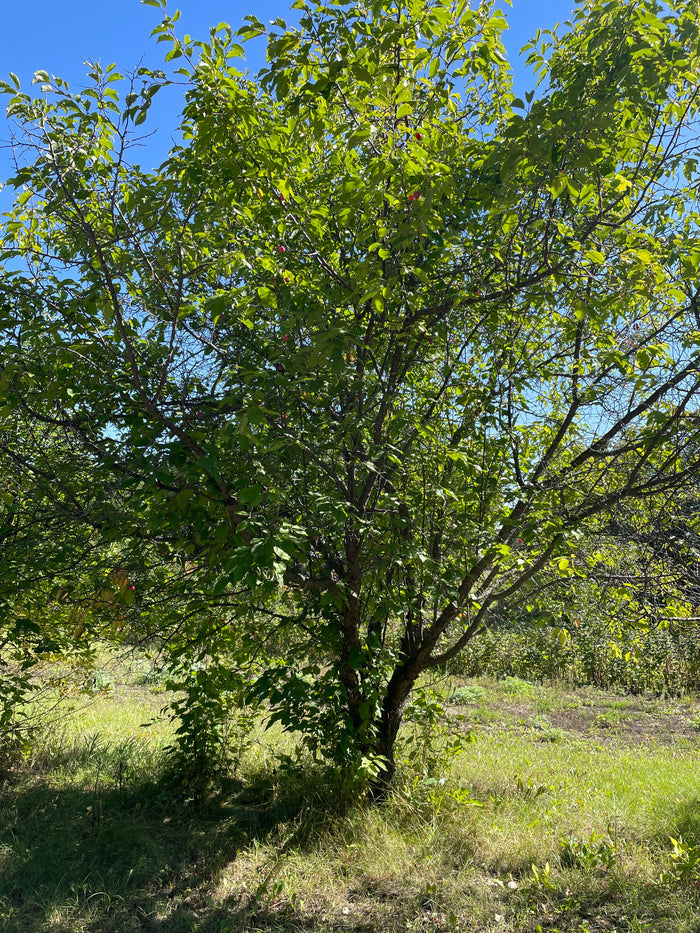 American Wild Plum Seeds