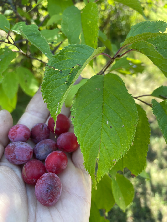 American Wild Plum Seeds