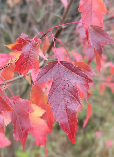 Amur Maple