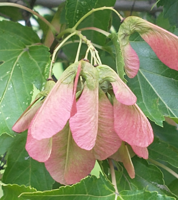 Amur Maple