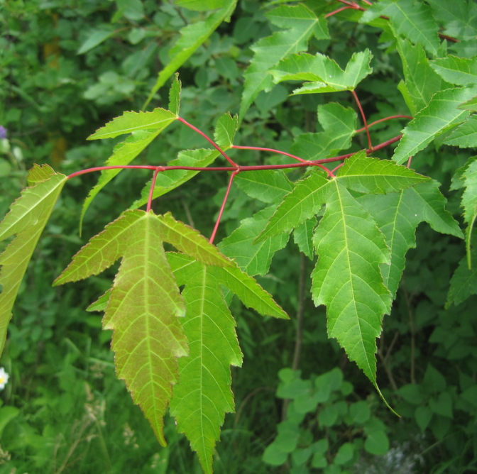Amur Maple