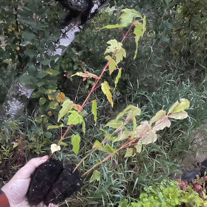 Amur Maple