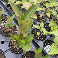 Aron Chokeberry Seedlings at Oak Summit Nursery, fall 2026