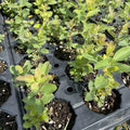 Aurora Haskap at Oak Summit Nursery, fall 2026
