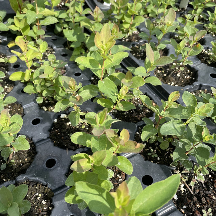 Aurora Haskap at Oak Summit Nursery, fall 2026