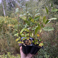 Autumn Olive Plants