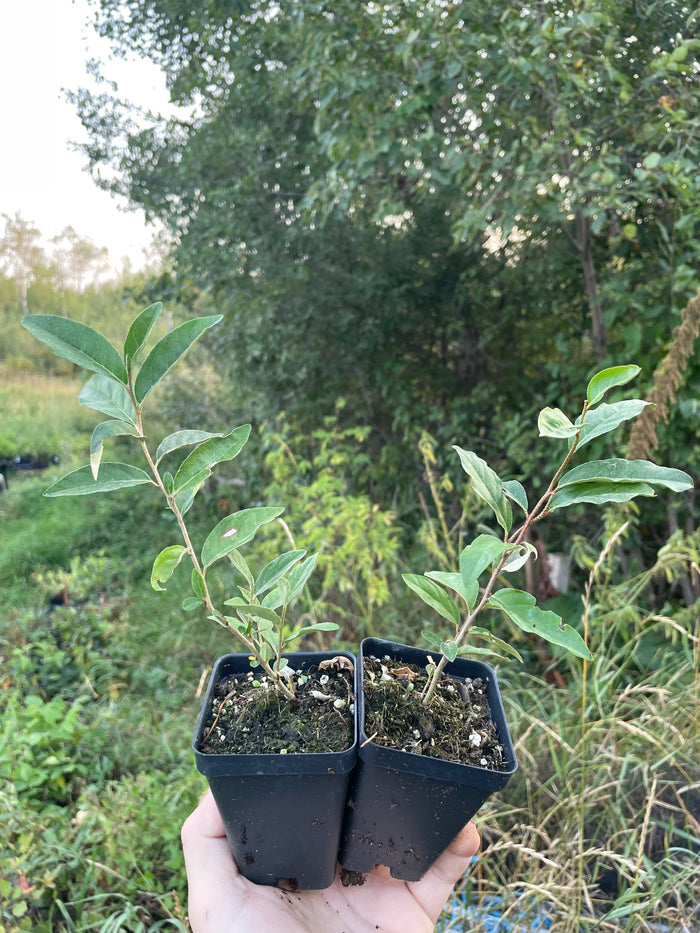 Autumn Olive Plants