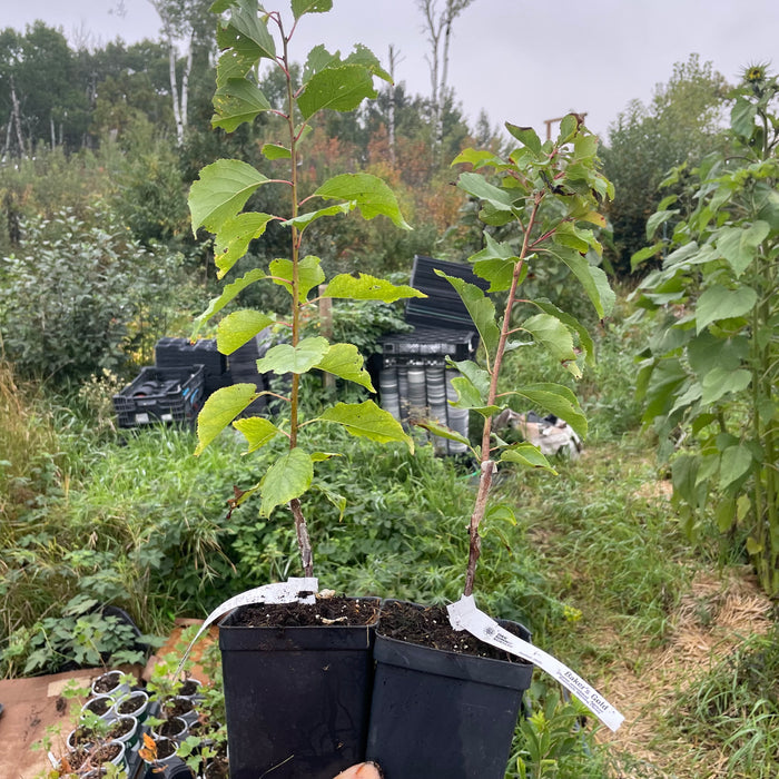 Baker's Gold Apricot Tree