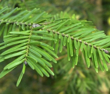 Balsam Fir Seeds
