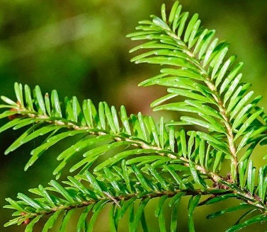 Balsam Fir Seeds