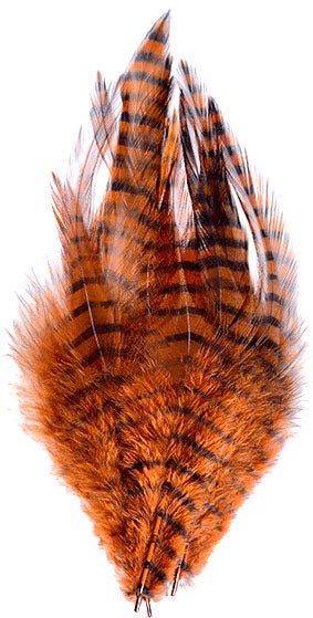 Barred Saddle Hackle