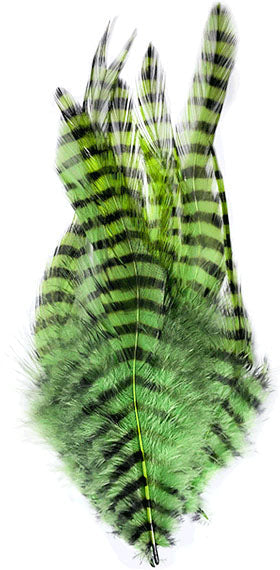 Barred Saddle Hackle