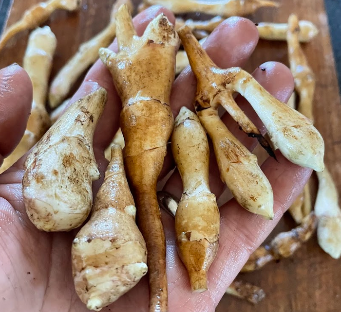 Beaver Valley Golden Jerusalem Artichoke Tubers