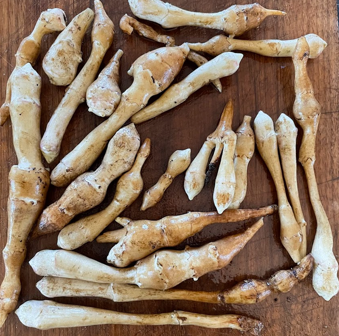 Beaver Valley Golden Jerusalem Artichoke Tubers