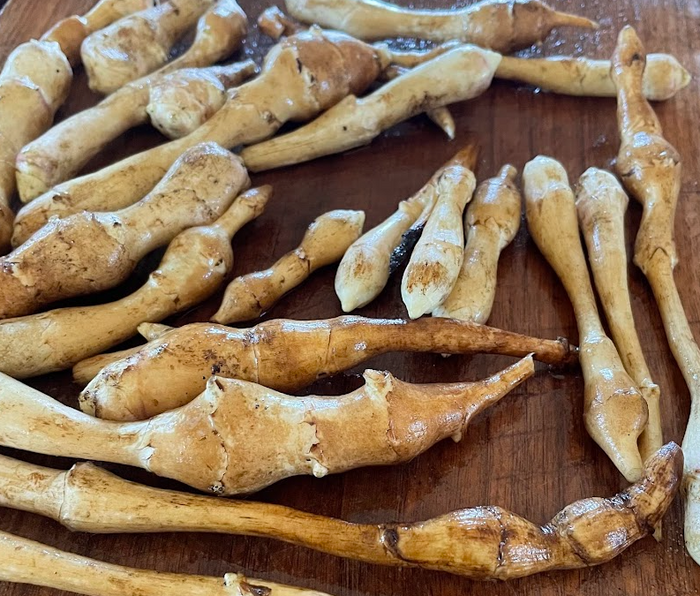 Beaver Valley Golden Jerusalem Artichoke Tubers