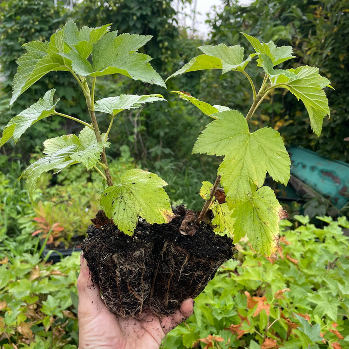 Ben Alder Black Currant