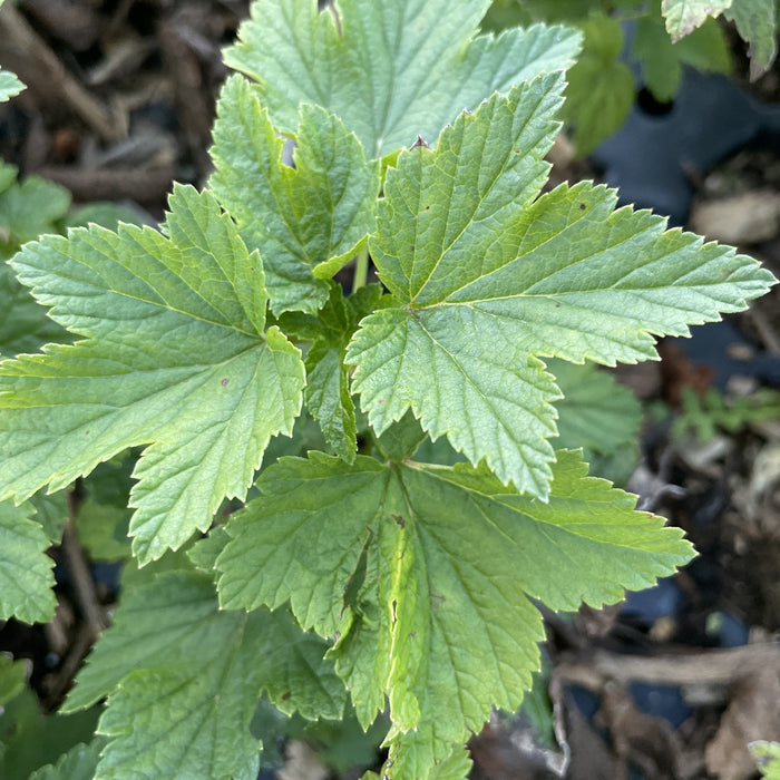 Ben Connan Black Currant (Ribes nigrum 'Ben Connan') at Oak Summit Nursery, fall 2026