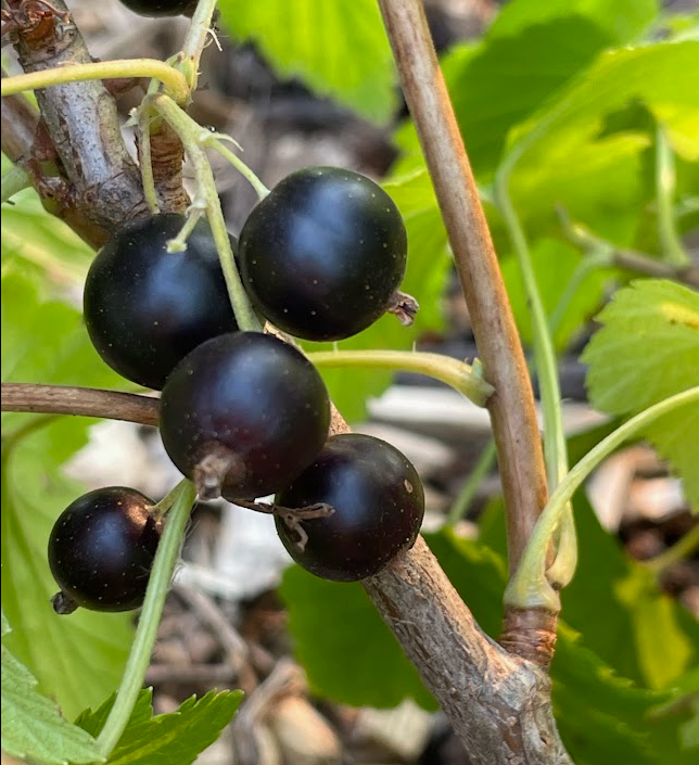 Ben Connan Black Currant