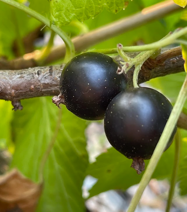 Ben Connan Black Currant