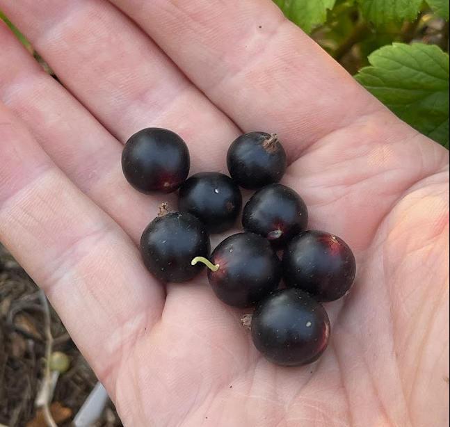 Ben Connan Black Currant