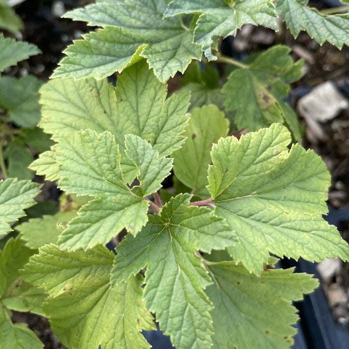 Ben Lomond Black Currant (Ribes nigrum 'Ben Lomond') at Oak Summit Nursery, fall 2026