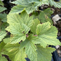 Ben Lomond Black Currant (Ribes nigrum 'Ben Lomond') at Oak Summit Nursery, fall 2026