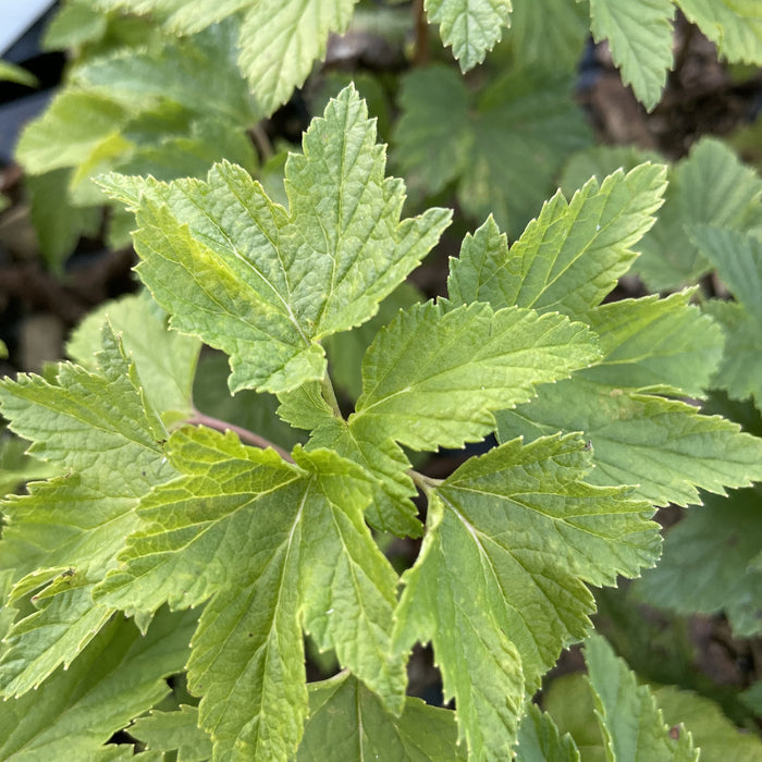 Ben Sarek Black Currant (Ribes nigrum 'Ben Sarek') at Oak Summit Nursery, fall 2026